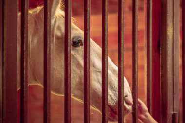 At istikrarlı çiftlik çiftlik hayvan, mare kapısı.