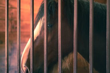 At istikrarlı çiftlik çiftlik hayvan, ahşap kutu.