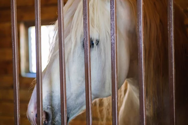 At istikrarlı çiftlik çiftlik hayvan, spor doğa.
