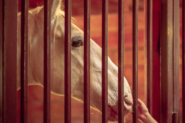 Koňský ranč na farmě, Mare Gate. — Stock fotografie
