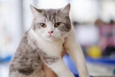 Kedi sevimli hayvan evcil hayvan, kabarık.