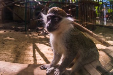 Maymun gözleri yüz burun sevimli, ifade.