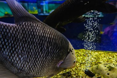 akvaryum balık tropikal sualtı hayvan, okyanus yaban hayatı.