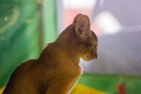 Kat schattig dierlijke huisdier binnenlandse, kut. — Stockfoto