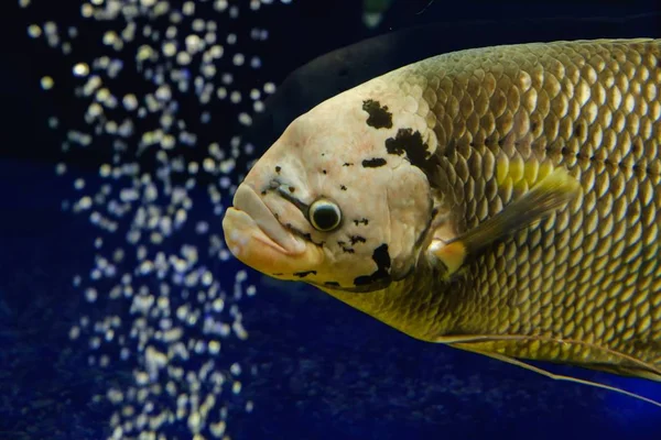 Peces de acuario tropical animal submarino, egipto . — Foto de Stock