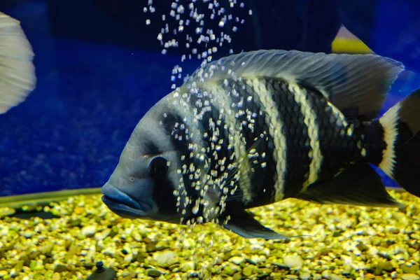 aquarium fish tropical underwater animal, ocean depth.