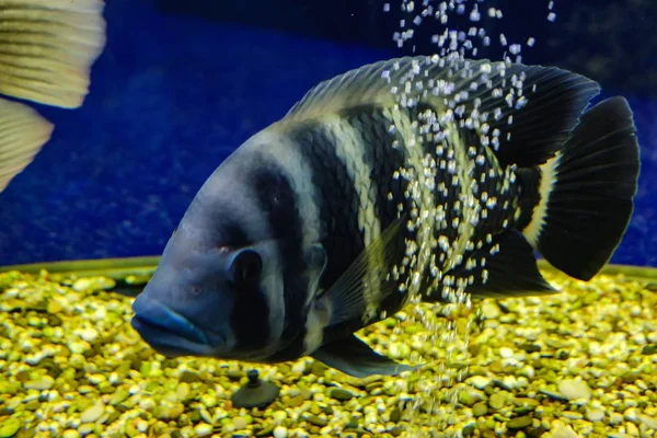 Poissons d'aquarium animal sous-marin tropical, océan profond . — Photo