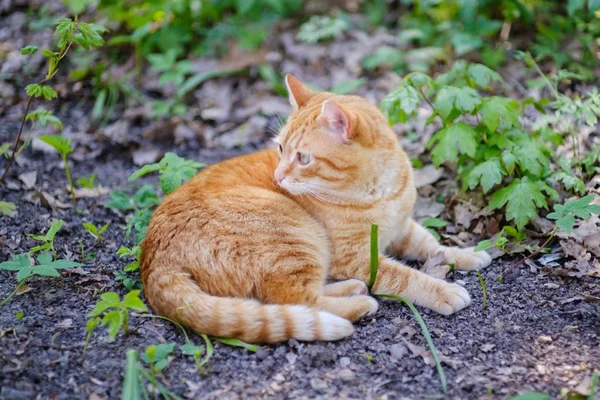 Gato lindo animal mascota doméstica, esponjoso retrato . —  Fotos de Stock