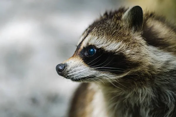 Raccoon face cute animal curiosity, alert.