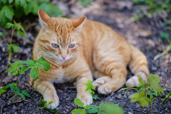 Gato bonito animal de estimação doméstico, retrato isolado . — Fotografia de Stock