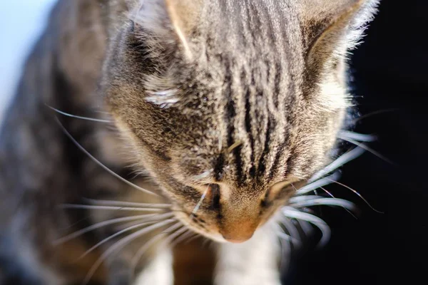 Kat schattige dieren huisdier binnenlandse, portret op zoek. — Stockfoto