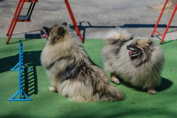 Hundträning roligt hunddjur, natur. — Stockfoto