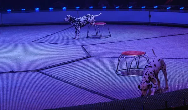 sirk arena ışık performans projektör, hareket.