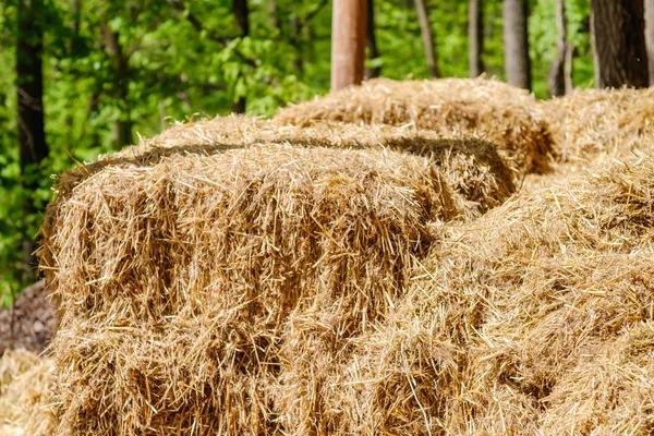 Storage hay agriculture rural straw, haystack nature. — Stock Photo, Image