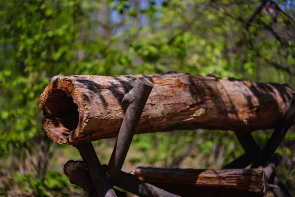 Bosque de madera aserrada, tronco . — Foto de Stock