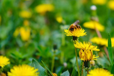 doğa çayır bahar tarlası çiçek, kırsal.