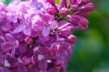 doğa çayır bahar alan çiçek, yeşil.