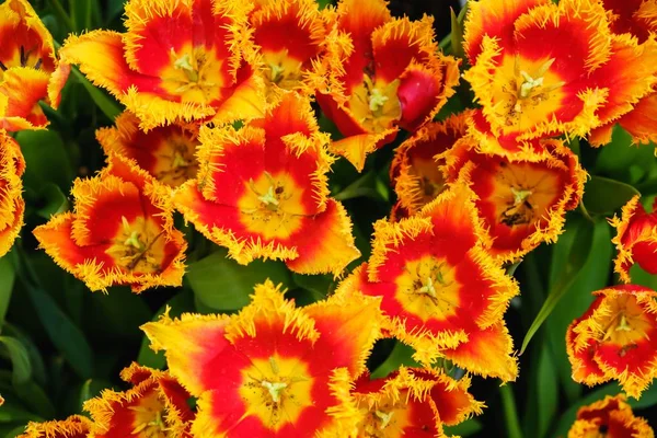 Blumenbeet Blumengarten Sommergrün, Pflanzenpark. — Stockfoto