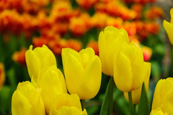 Jardin fleuri été vert, floraison colorée . — Photo