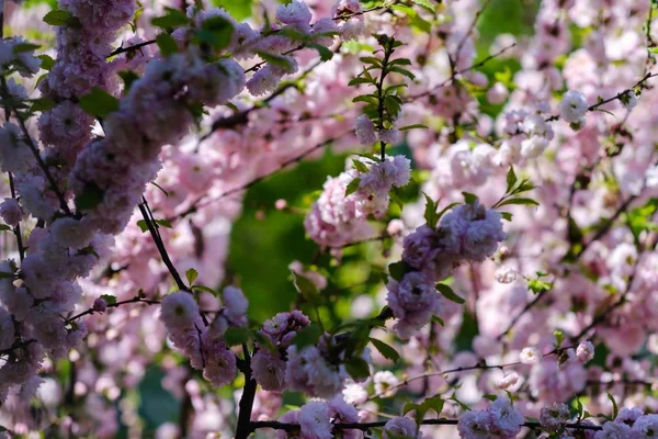 Kwitnąć wiosna drzewo natura pora, kwitnący kwiatowy. — Zdjęcie stockowe