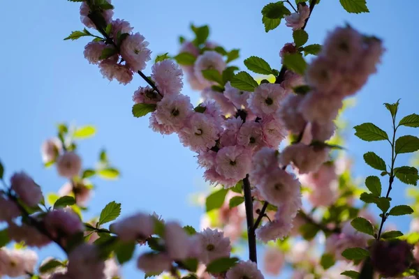 Kwitnąć wiosna drzewo natura sezon, niebieska Flora. — Zdjęcie stockowe