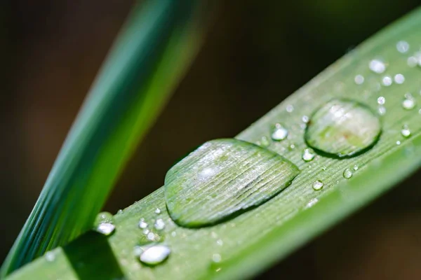 Blatt Wasser Grün Natur Frische, Pflanze. — Stockfoto