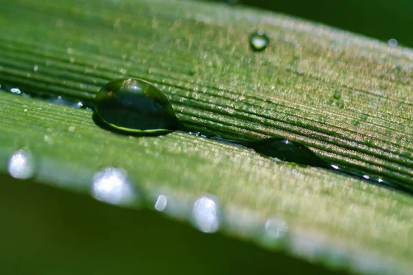 Blatt Wasser Grün Natur Frische, Graspflanze. — Stockfoto