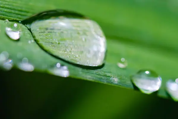 Foglia acqua verde natura freschezza, erba liquido . — Foto Stock