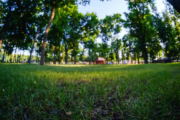 Park grass green tree landscape, sunny. — Stock Photo, Image