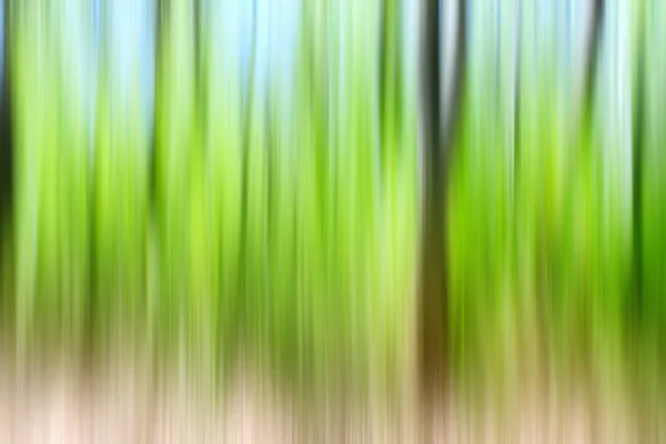 World environment green tree day concept. Abstract blurred trees texture sunset background