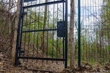 Bahçesinde güneş ışığı olan sarmaşık bitkisi girişi. Sihirli ağaç arkaplanı.