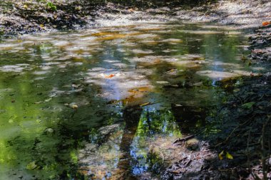 Bataklık bölgesinde esrarengiz sabah vaktidir..