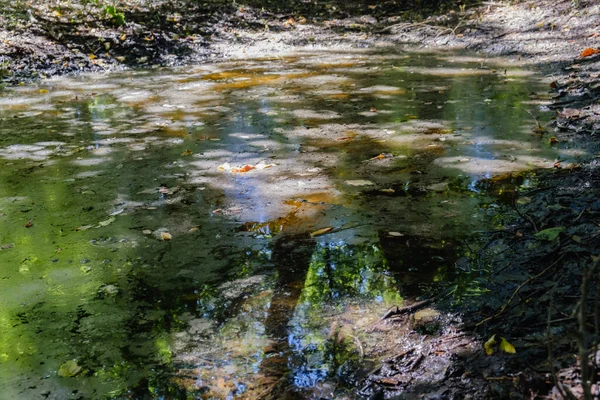 Bataklık bölgesinde esrarengiz sabah vaktidir..
