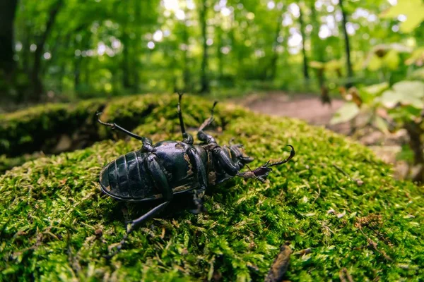 大きなカブトムシの袋の巨大な女性 野生の小さな — ストック写真