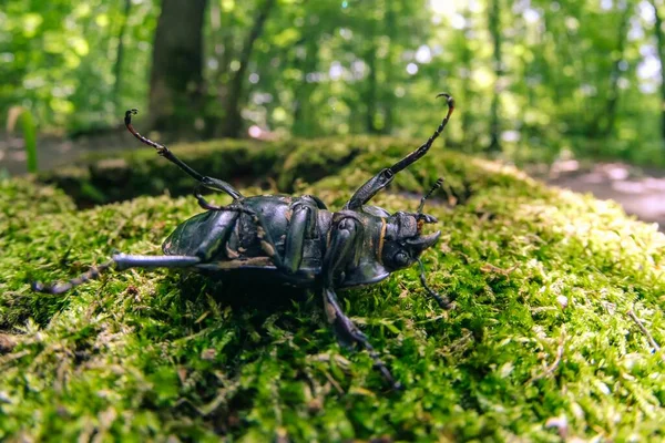 Escarabajo Grande Ciervo Hembra Gigante Primer Plano Salvaje — Foto de Stock