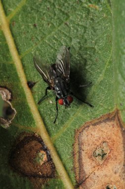 Dönen karasineğin makro fotoğrafı