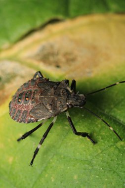 Halyomorfa Halys böcek makro fotoğrafı