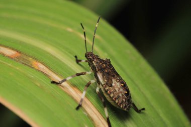 Halyomorfa Halys böcek makro fotoğrafı