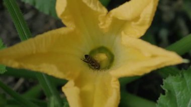 Detaylı bir yakın çekim videosunda canlı sarı bir çiçekten polen ve nektar toplamakla meşgul iki arı görülüyor. Çekim güneşli bir günde önemli biyolojik tozlaşma sürecini vurguluyor..