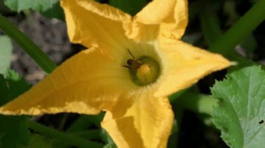 Detaylı bir yakın çekim videosunda canlı sarı bir çiçekten polen ve nektar toplamakla meşgul iki arı görülüyor. Çekim güneşli bir günde önemli biyolojik tozlaşma sürecini vurguluyor..
