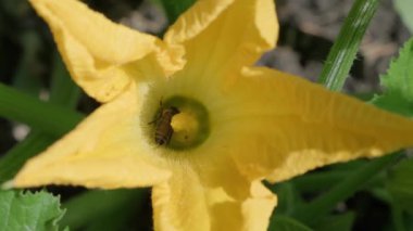 Detaylı bir yakın çekim videosunda canlı sarı bir çiçekten polen ve nektar toplamakla meşgul iki arı görülüyor. Çekim güneşli bir günde önemli biyolojik tozlaşma sürecini vurguluyor..