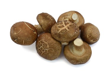 Lentinus beyaz arka planda izole edilmiş mantar edodes