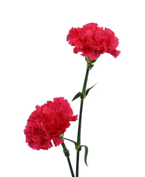 Vacker Röd Nejlika Blommor Isolerad Vit Bakgrund — Stockfoto