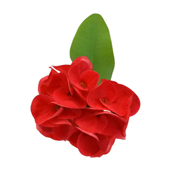 Siamské Štěstí Rostlina Květiny Izolované Bílém Pozadí — Stock fotografie