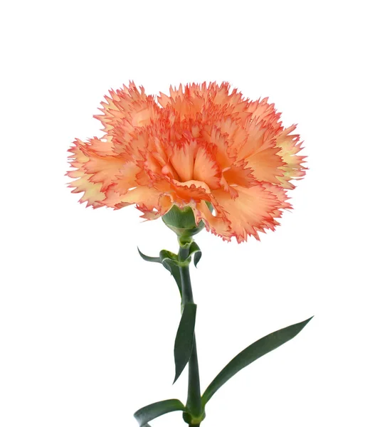 Beautiful Carnation Flower Isolated White Background — Stock Photo, Image