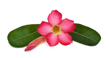 Güzel Plumeria Rubra çiçeği beyaz arka planda izole edilmiş.