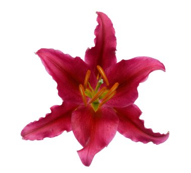 Çiçek açan zambak çiçeğini beyaz arkaplanda izole et