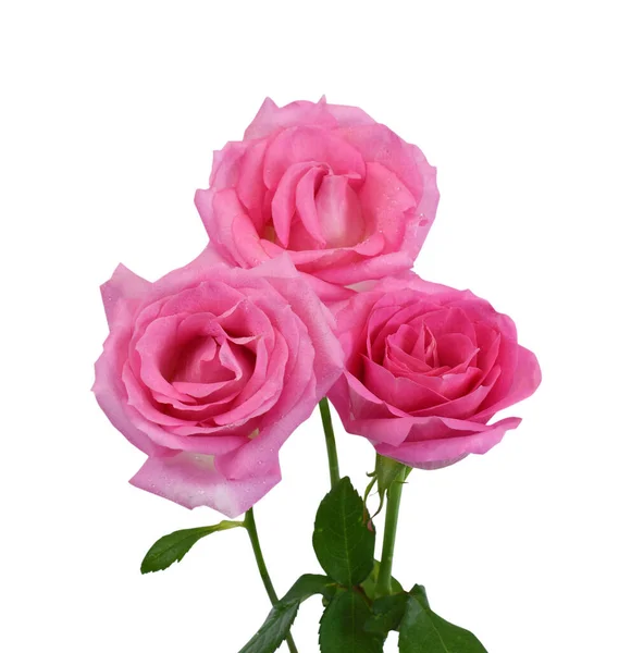 Bellissimo Bouquet Fiori Rosa Isolati Sfondo Bianco — Foto Stock