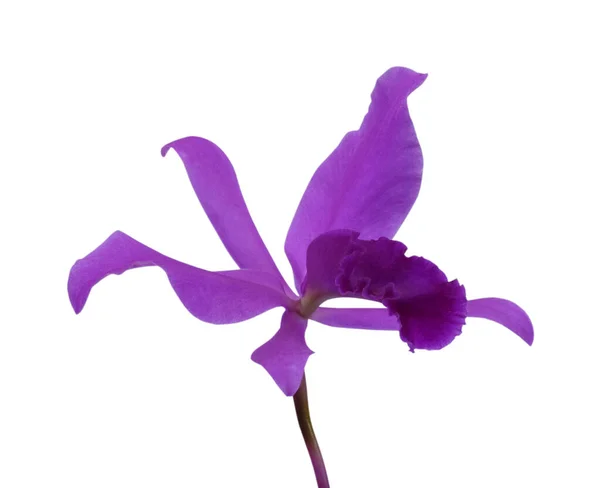 Bela Flor Orquídea Cattleya Roxo Isolado Fundo Branco — Fotografia de Stock