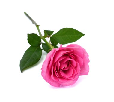 Beyaz arka planda izole edilmiş güzel pembe gül çiçeği.